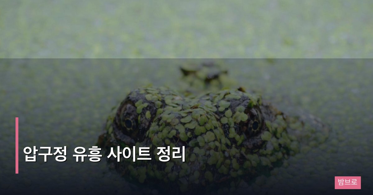 압구정 유흥 사이트 정리, 권역별 인기 업장과 시스템 한눈에 비교